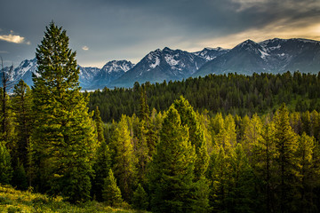 PINE TREES OF THE ABSAROKA MOUNTAINS YELLOWSTONE NATIONAL PARK