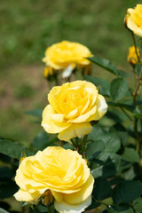 黄色いばら「伊豆の踊り子」の花のアップ