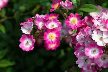 ピンク色のばら「モーツァルト」の花のアップ