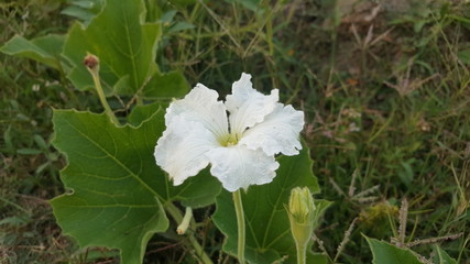 Gourd flowers