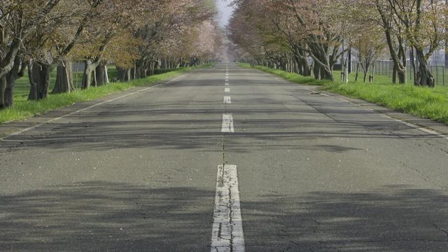 桜並木