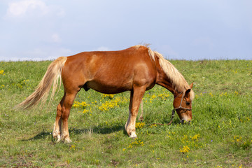 Obraz na płótnie Canvas Beautiful brown horse grazing in a meadow