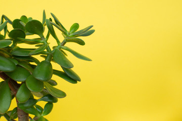 Fototapeta na wymiar Green crassula bush on the yellow background