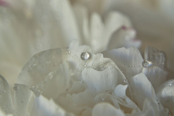 Abstract natural background macro white peony petals with water drops . Gentle soft elegant airy artistic image with soft focus.