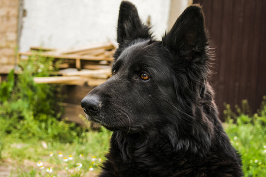 Black Beauty German Shepherd. The best friend of man from among the animals
