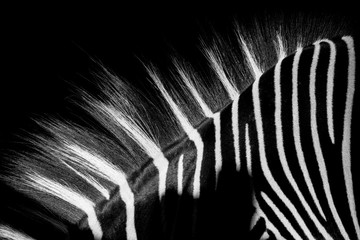 Zebra black&white