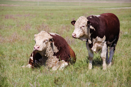 Herd of cattle Hereford breed.