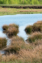Bog landscape with moor grass in the water in a peat mining area, Vennermoor, Lower Saxony, Germany, vertical