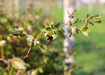 Bumblebee pollinates the flowers of honeysuckle.