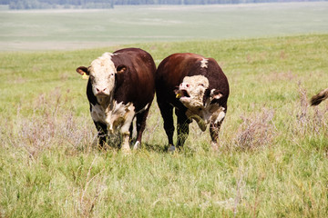 Herd of cattle Hereford breed.