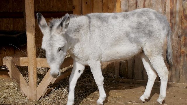 Donkey eats hay from the feeder in wooden stall