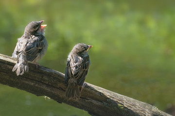 Two cute baby birds, house sparrow fledglings (Passer domesticus) on a branch calling for food against a blurry green background, copy space