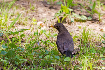 Turdus merula, thrush black has an ant in his beak