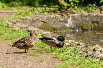 wild duck, male and female on the shore of the lake