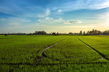 Beautiful green cornfield with sunset sky background.