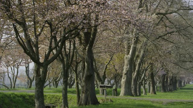 桜並木