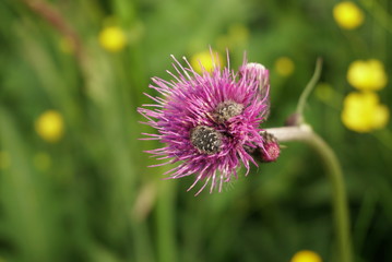 Growing Pink Thistle In Spring