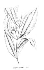 Illustration of plant