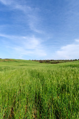 Green field