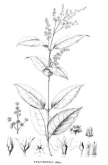 Illustration of plant