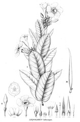 Illustration of plant