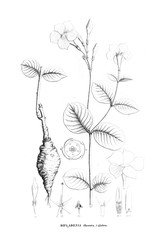 Illustration of plant