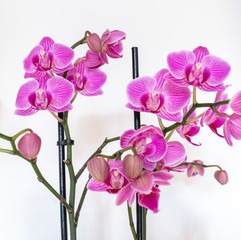 Fototapeta na wymiar Viele Orchideen auf weiss