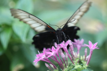 Fototapeta premium the butterfly effect