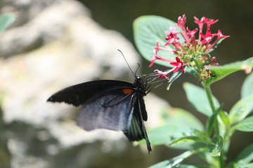butterfly on a flower