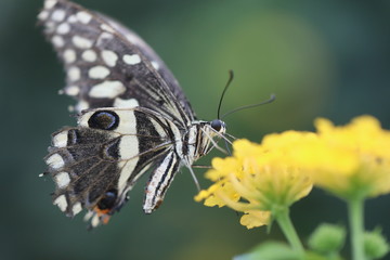 flowers and butterflies