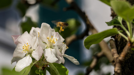 Biene im Anflug auf wei&szlig;er Apfelbl&uuml;te