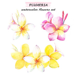 Floral composition set of plumeria flowers. Watercolor illustration with white, yellow and pink plumeria. Isolated on white background.