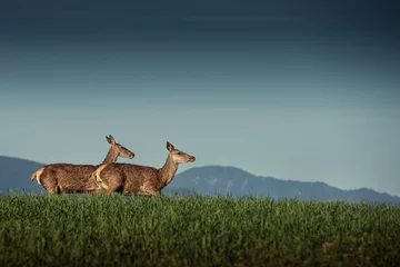 Foto op Plexiglas Ree mooi hert of hinde in zonsopganglicht op weide, jachtthema en natuurscène, capreolus