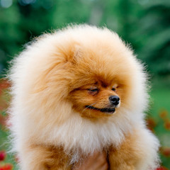 dog pomeranian spitz smiling watch the evening sun at the park's nature.