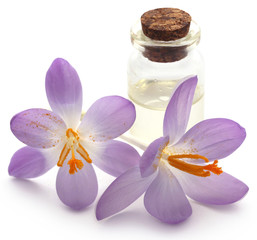 Obraz na płótnie Canvas Saffron crocus flower with extract