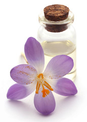 Obraz na płótnie Canvas Saffron crocus flower with extract
