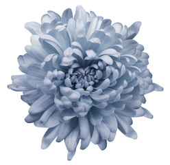 Light blue  chrysanthemum.  Flower  on a white isolated background with clipping path. Close-up. no shadows.  Nature.