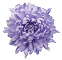 Light  violet chrysanthemum.  Flower  on a white isolated background with clipping path. Close-up. no shadows.  Nature.