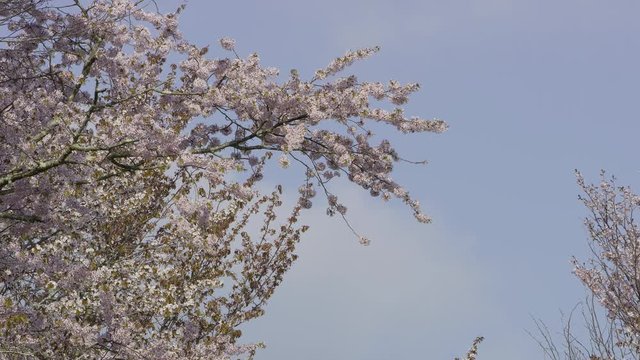 桜並木