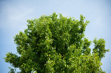 Summer tree