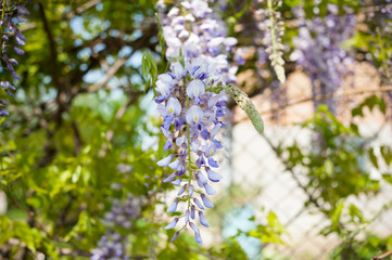 Wedding arch decoration