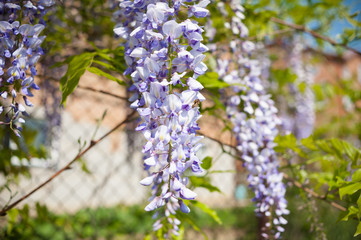 Wedding arch decoration