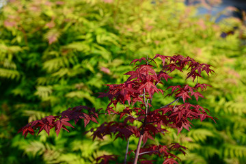 Japanese red maple (Acer palmatum japonica red) 
 in the garden. Monchengladbach 