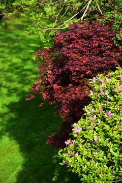 Japanese red maple (Acer palmatum japonica red) and magnolia tree in the garden. Monchengladbach 
