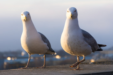 two gulls walking on the parapet