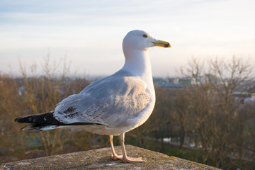 seagull walking on the parapet