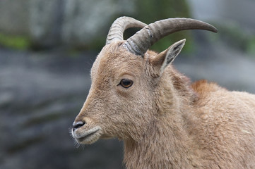 Barbary sheep, Ammotragus lervia, photo was taken in Africa