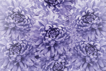 Floral light violet beautiful background.  Flower composition. Bouquet of flowers from  violet chrysanthemums. Close-up. Nature.