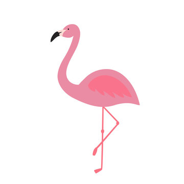 pink flamingo tropical exotic bird summer icon vector