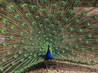 Obraz premium Radschlagender Pfau